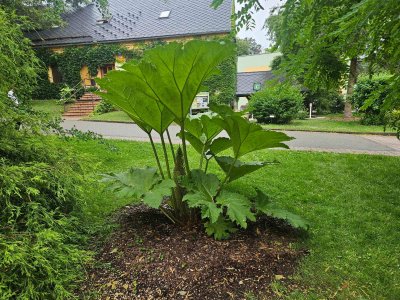 Gunnera manicata barota rukávovitá